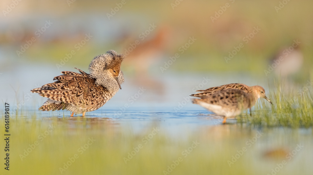 The ruff - pair at wetland on a mating season in spring The ruff - pair at wetland on a mating season in spring