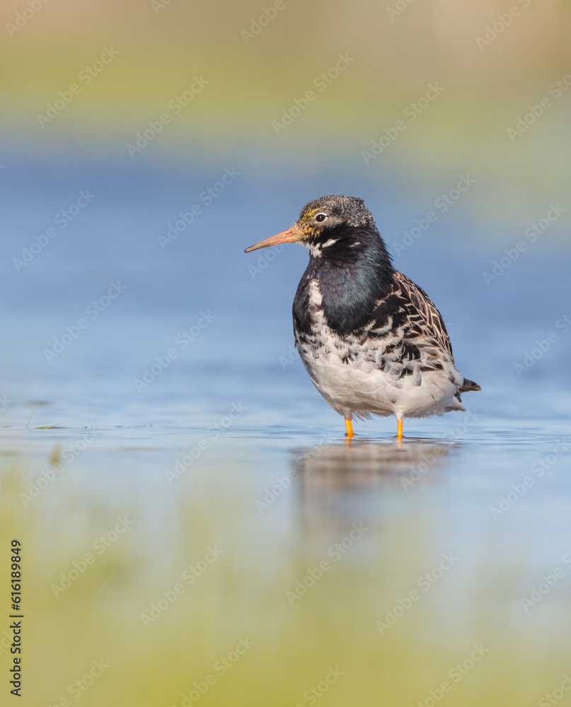 Ruff - male bird at a wetland on the mating season in spring Ruff - male bird at a wetland on the mating season in spring
