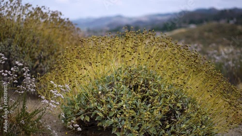 Turning view of Brittlebush after the flowers have dried up, in the hills of Lake Elsinore, California. photo