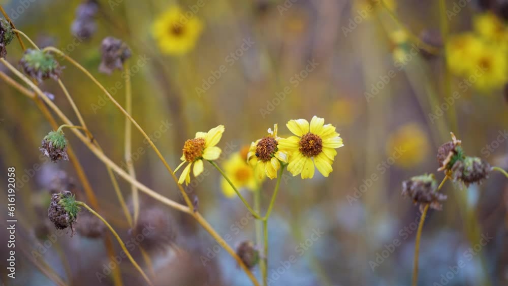Closeup of Brittlebush flowers blooming and drying out in the Lake Elsinore, California desert, swaying with the wind. Closeup of Brittlebush flowers blooming and drying out in the Lake Elsinore, California desert, swaying with the wind.