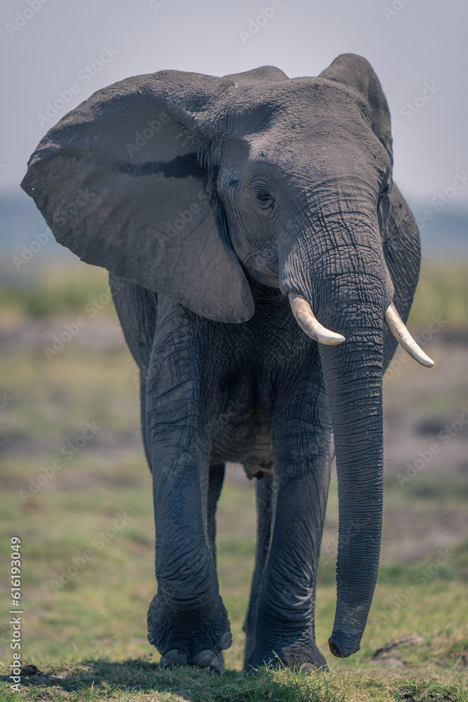 African elephant walks along riverbank towards camera