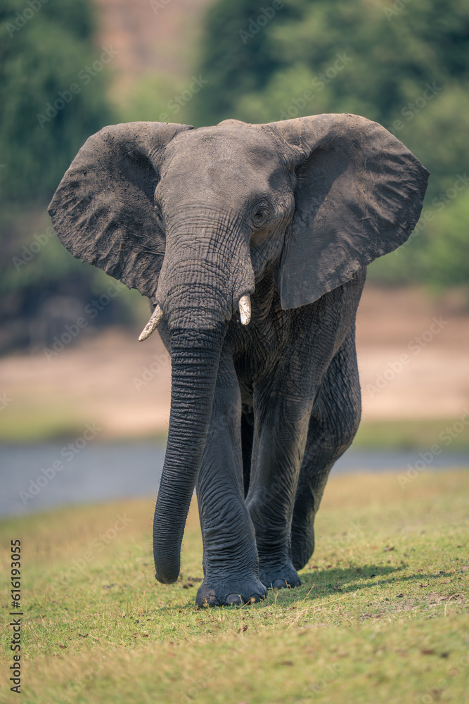 Fototapeta premium African elephant walks along riverbank to camera
