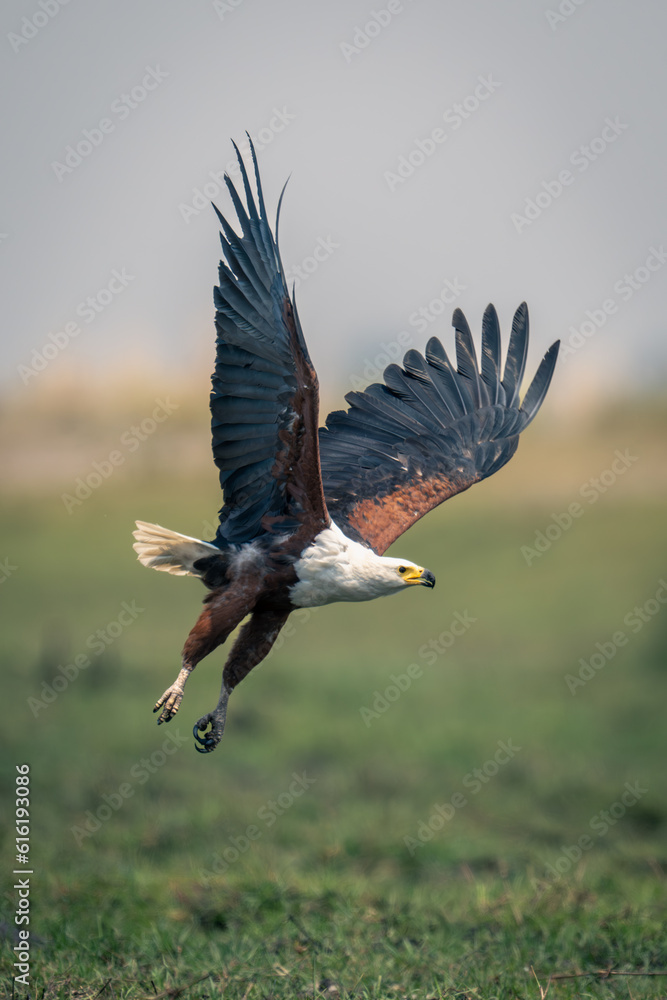 Obraz premium African fish eagle crosses grass raising wings