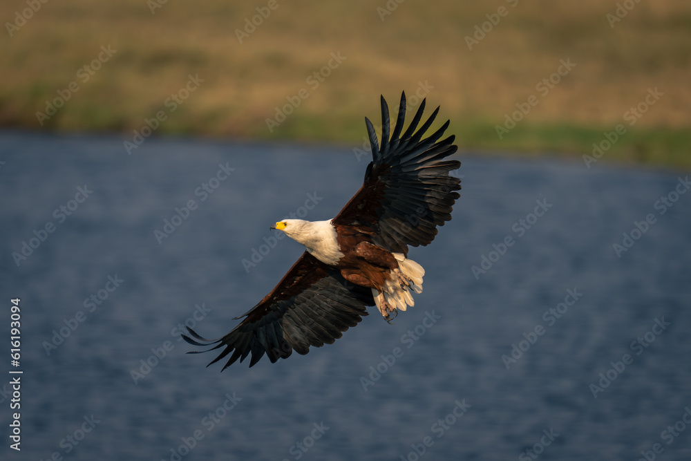 Obraz premium African fish eagle flies over calm river