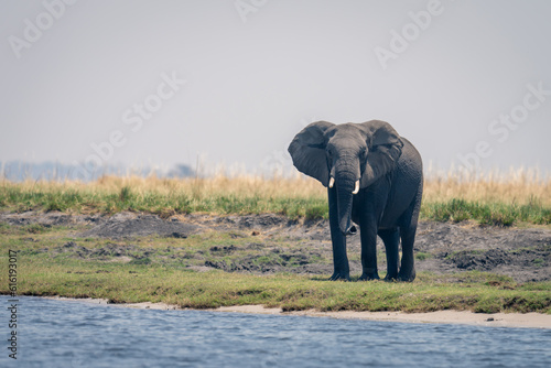 African elephant stands on riverbank facing camera