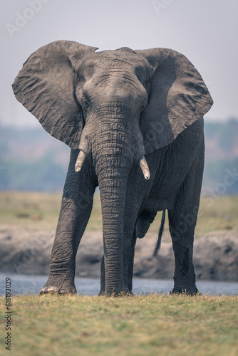 African elephant stands on grass beside river