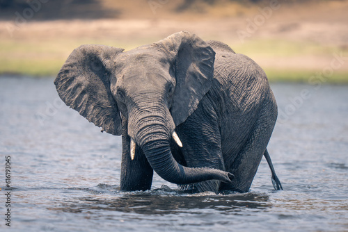 African elephant stands swing trunk in river photo