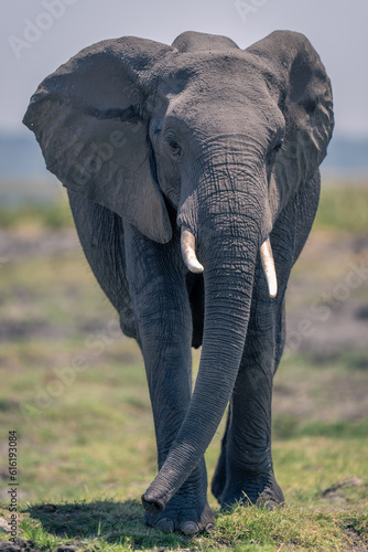 African elephant walks along riverbank toward camera