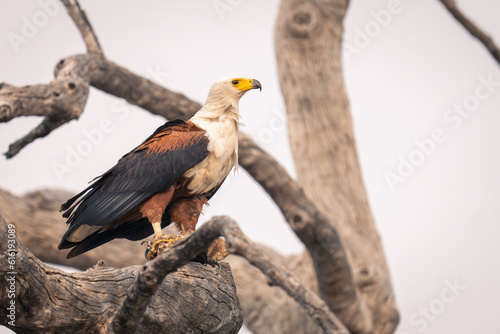 African fish eagle holds fish in tree