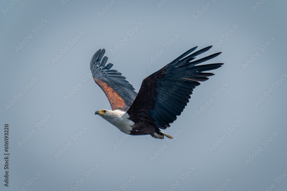 Fototapeta premium African fish eagle flies under blue sky