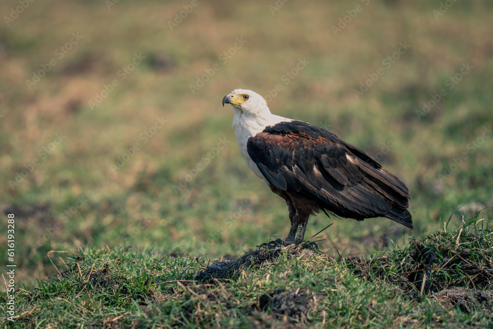 African fish eagle with catchlight on grass African fish eagle with catchlight on grass