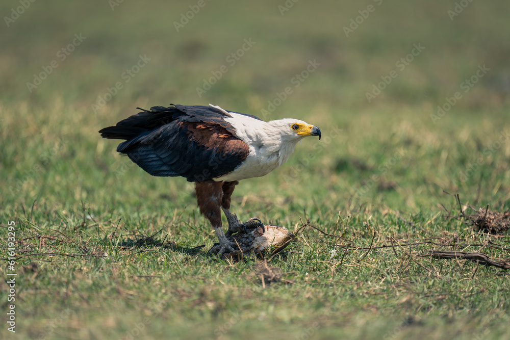 Obraz premium African fish eagle with fish on floodplain