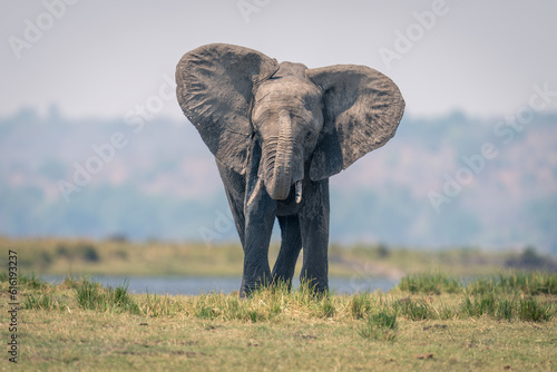 African elephant stands on riverbank raising trunk photo
