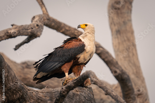 African fish eagle holds fish on branch