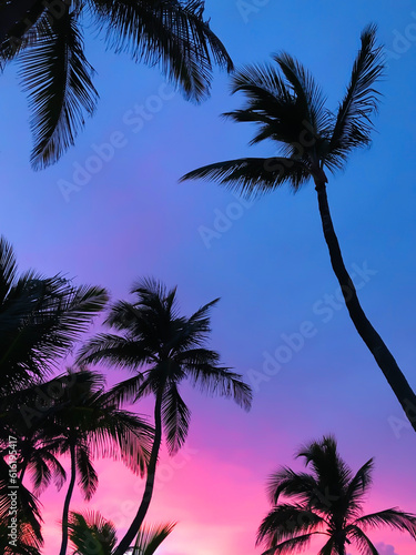 palm trees at sunset