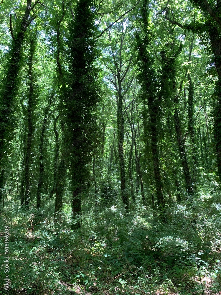 Obraz premium Immersi nel verde