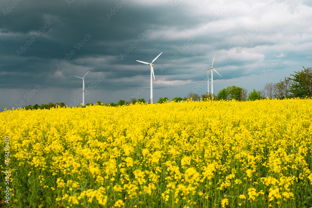 Yellow blooming raps field with windmills, agriculture and renewable sustainable energy, countryside, cultivated farmland
Yellow blooming raps field with windmills, agriculture and renewable sustainable energy, countryside, cultivated farmland