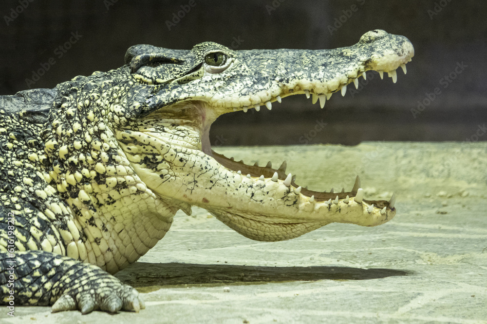Fototapeta premium The Cuban crocodile (Crocodylus rhombifer) is a small-medium species of crocodile endemic to Cuba.