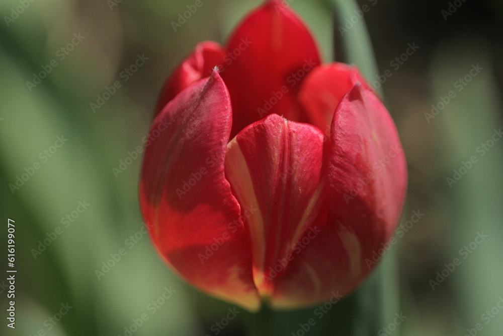 red and yellow tulip red and yellow tulip