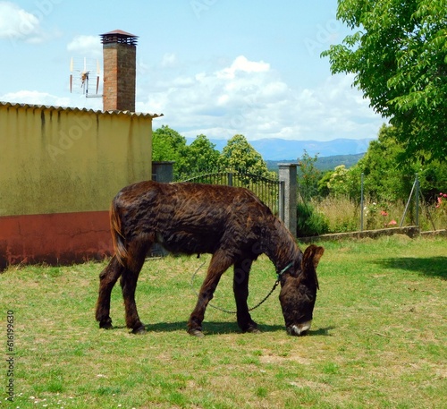 donkey in landscapes of Zamora province photo
