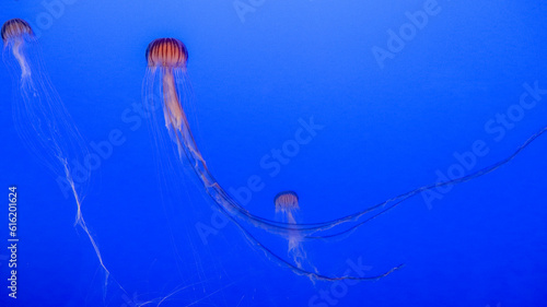 jellyfish in blue water (ID: 616201624)