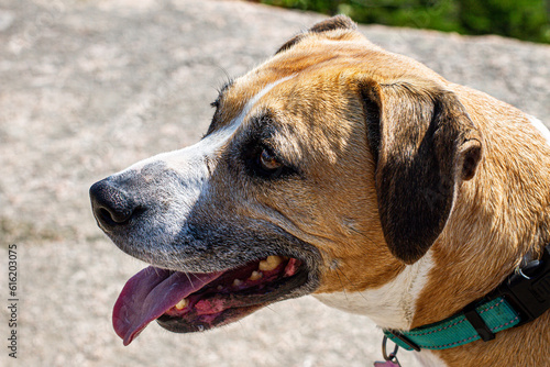 portrait of a dog