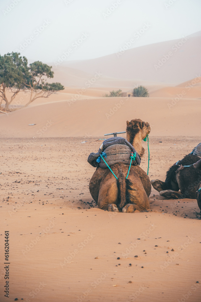 Fototapeta premium Camel of the Sahara