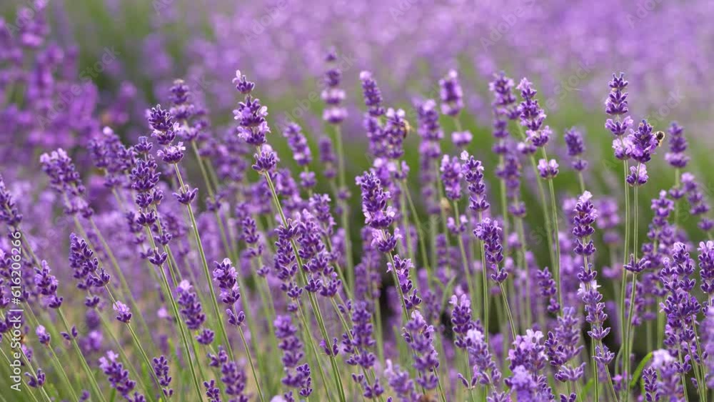 Lavender field. Honey bees collecting nectar from lavender close-up. Early morning atmosphere. Lavender field. Honey bees collecting nectar from lavender close-up. Early morning atmosphere.