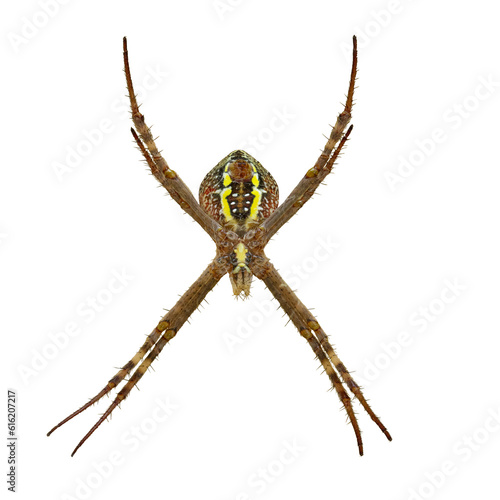 Cutout of an isolated back view of female Australian St Andrew’s Cross Spider with the transparent png photo