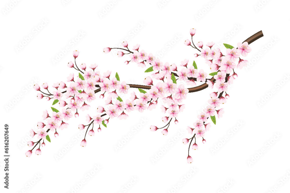 cherry blossom sakura branch isolated on white background. vector ...