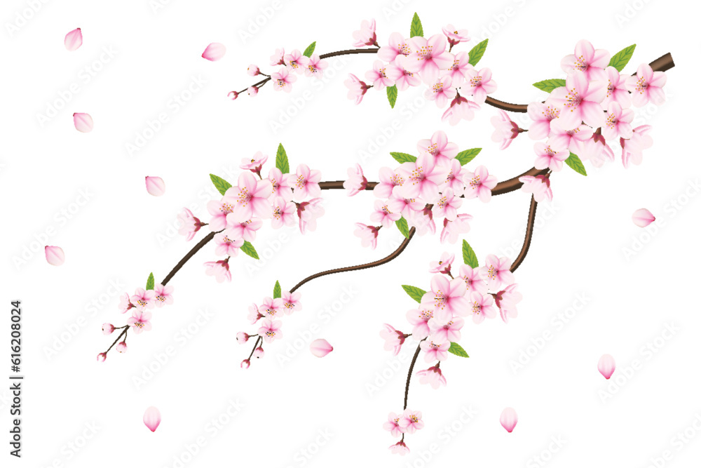 cherry blossom vector. pink sakura flower background. cherry blossom flower blooming, cherry blossom sakura branch isolated on white background. vector illustration