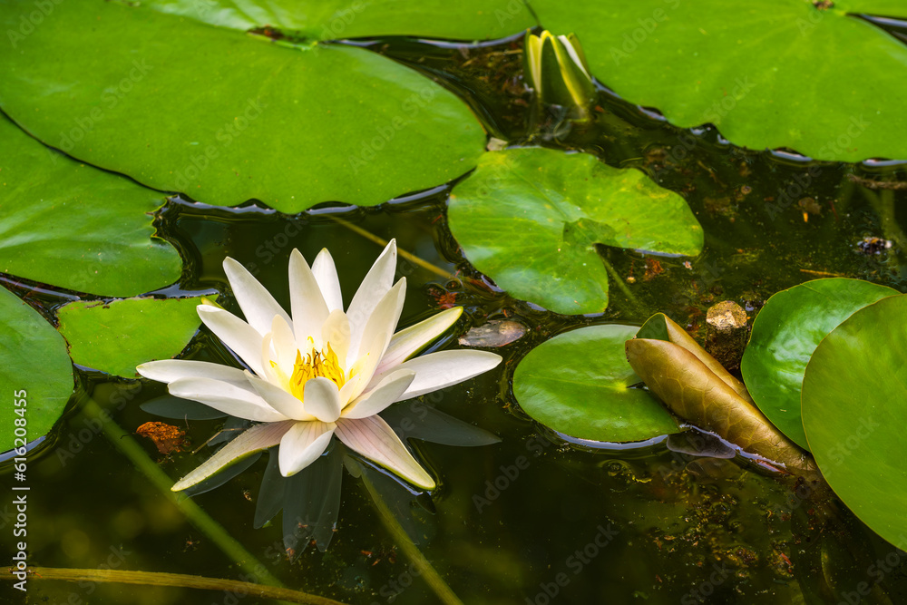 View of a pond with blooming water lilies View of a pond with blooming water lilies