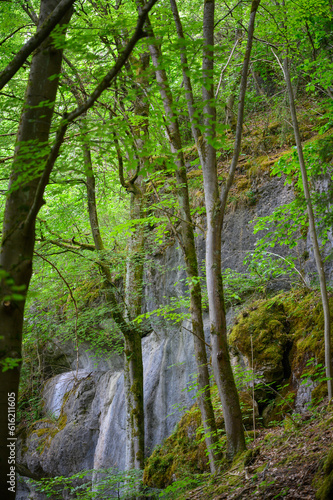 Fototapeta Naklejka Na Ścianę i Meble -  Steilwand im Klumpertal, Oberfranken, fränkische Schweiz