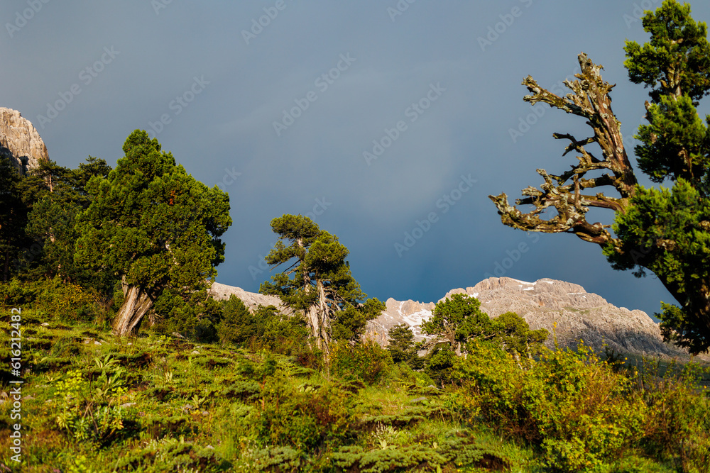 Trees in the mountains. Mountain view with beautiful green trees. Beautiful landscape with high cliffs and sky. Dedegol. Turkey.