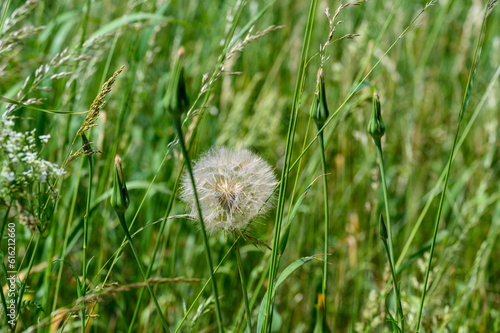 Pusteblume auf Wildwiese photo