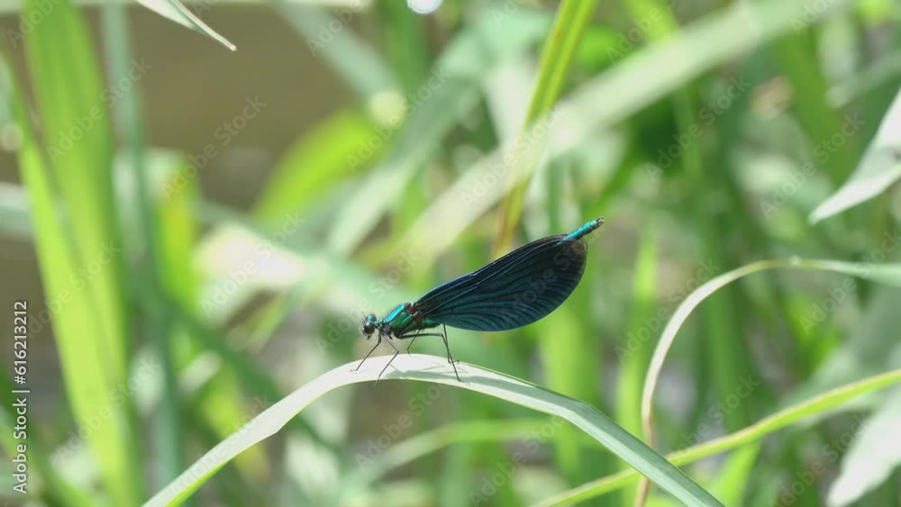 Dragonfly Beautiful Demoiselle (Calopteryx virgo). A male dragonfly sits on a green blade of grass. 4K video Dragonfly Beautiful Demoiselle (Calopteryx virgo). A male dragonfly sits on a green blade of grass. 4K video