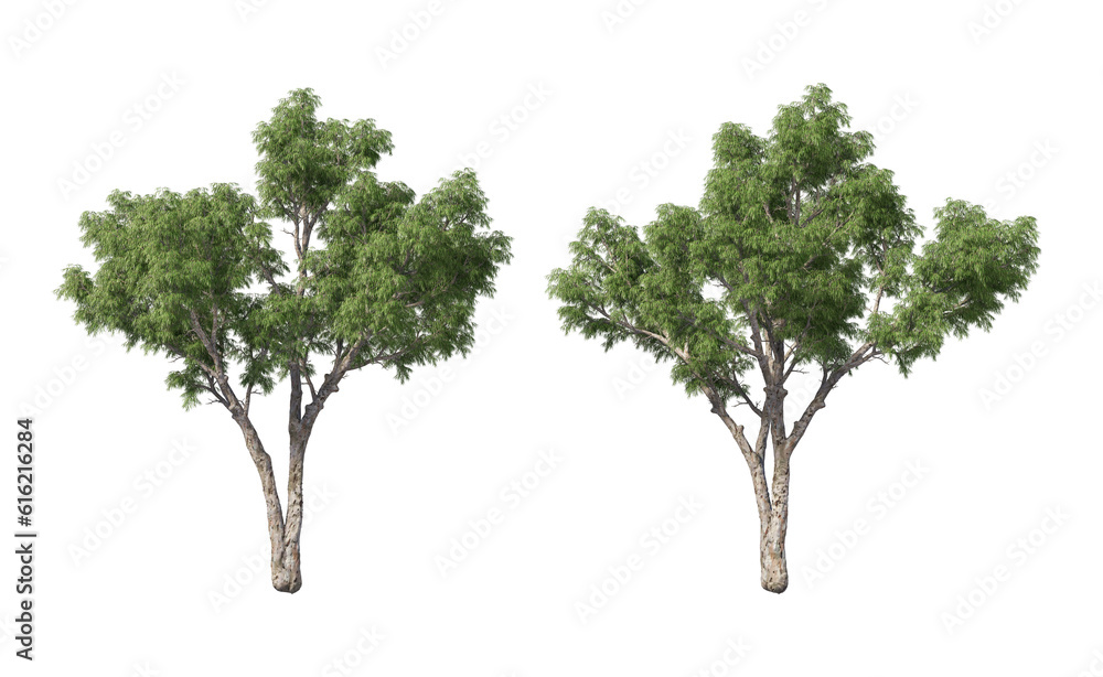Tree with tall little leaves on transparent background Tree with tall little leaves on transparent background