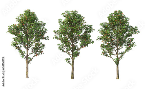 Tree with tall little leaves on transparent background