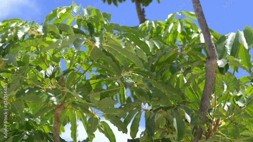 Lush Tropical Vegetation Background in a Vibrant Green Rainforest in 4k slow motion 60fps Lush Tropical Vegetation Background in a Vibrant Green Rainforest in 4k slow motion 60fps