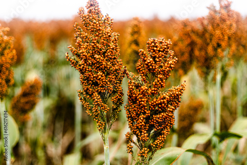 Ripe red and green sorghum plantation. Sorghum plantation in the cerrado showing the sky and seeds.