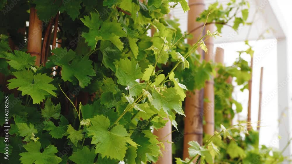 Vine leaves before the harvest Vine leaves before the harvest