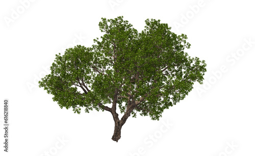 Big tree with green leaves on transparent background