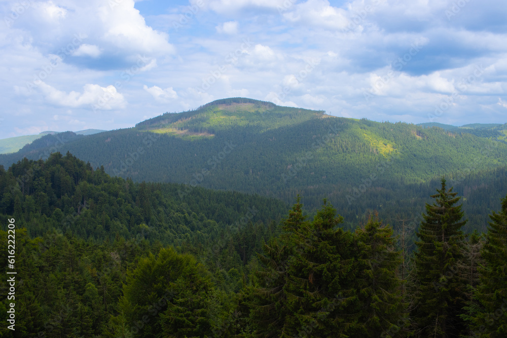 Pine and fir tree forest in Apuseni Mountains, Padis, Bihor County  Romania
