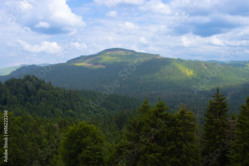 Pine and fir tree forest in Apuseni Mountains, Padis, Bihor County Romania