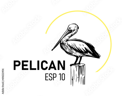 Pelican illustration. Vector sketch. Design for logo, print for t-shirt, labels