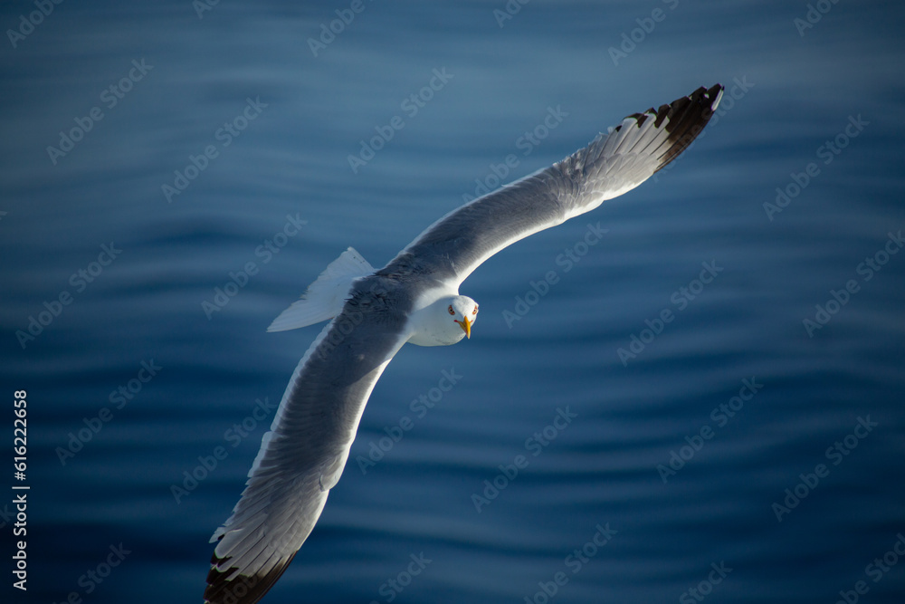 Seagull flying above the blue sea in Aegean sea, Greece. Seagull flying above the blue sea in Aegean sea, Greece.