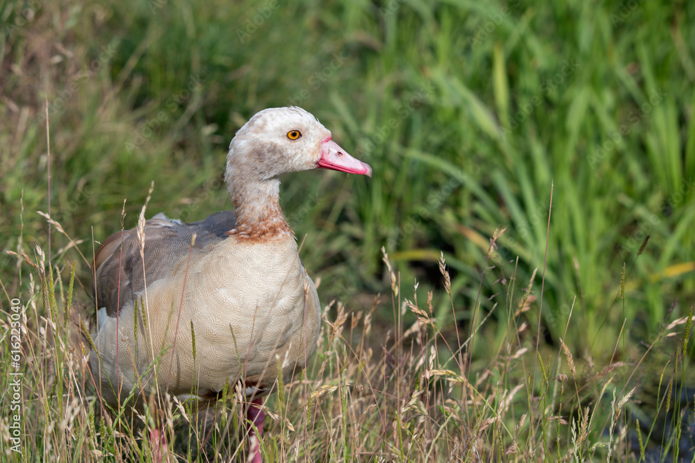 Juvenile Egyptian goose in the long grass Juvenile Egyptian goose in the long grass