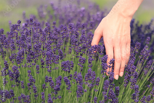 Woman's hand in lavender flowers. A woman's hand touches lavender flowers on a sunny summer day. The concept of natural cosmetics. Place for text. Selective focus. Lavender field