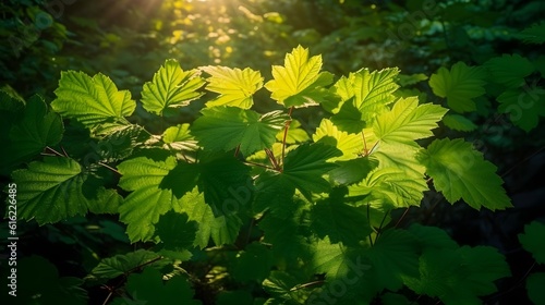 Green Devils club or Devils walking stick leaves plant deep in the forest bush. Generative AI technology.