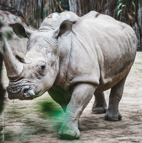 A big white rhino